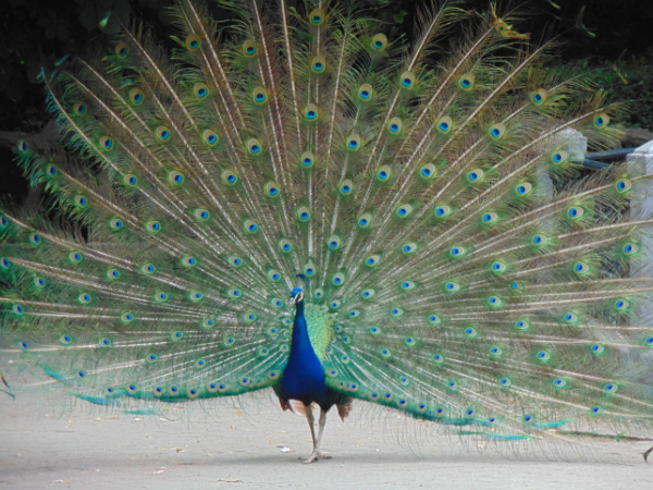 Image of Strutting Peacock
