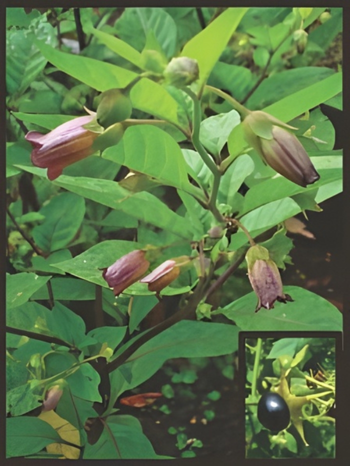 belladonna plant