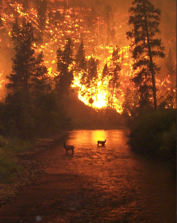 Photo of Forrest Engulfed In Flames