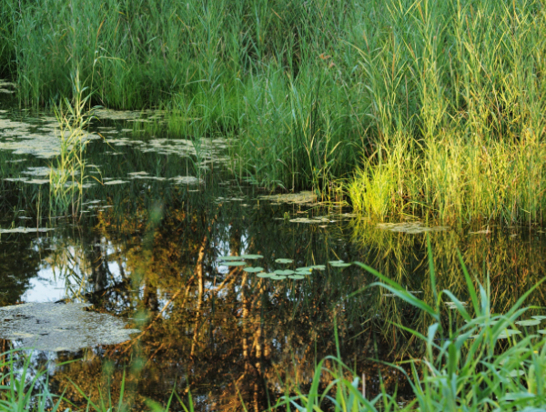 Image of Reeds