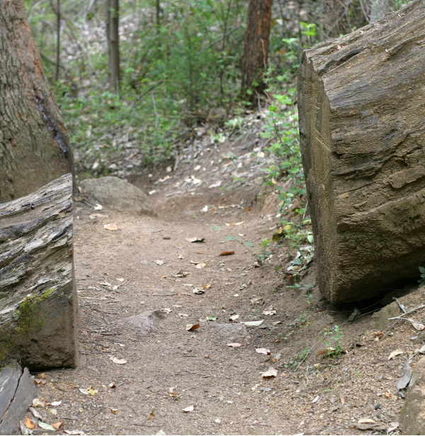 Photo of Fallen Tree Across Trail with Section Removed