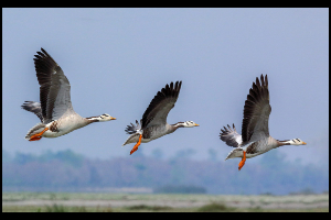 Migrating Bar-Headed Geese