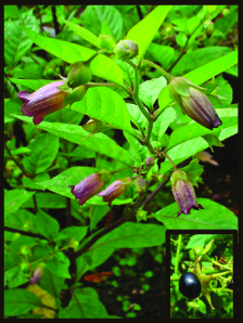 belladonna plant